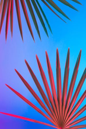 Palm leaves lit in bold neon  colors, on gradient blue to pink background