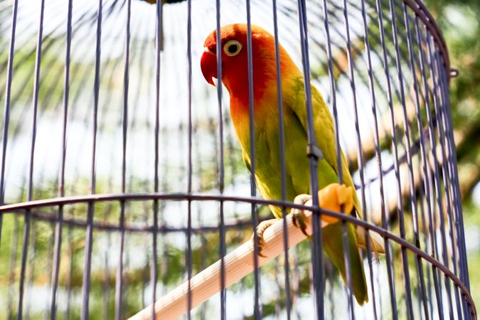 Two parakeet birds in cage