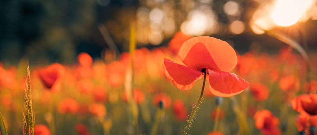 Poppy in a field at dusk, wide