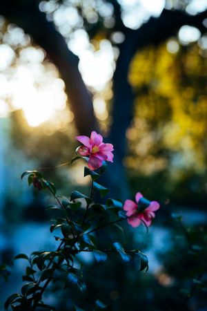 Two camellia blossoms with sunset and oak tree in background