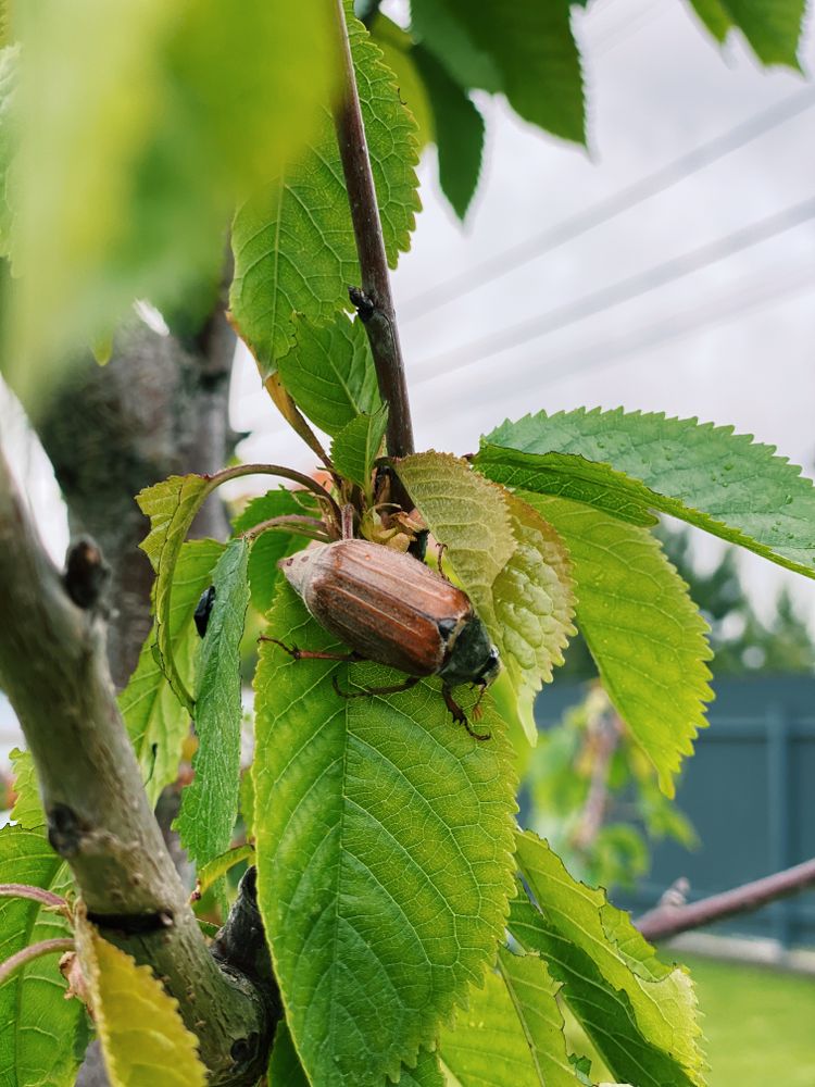 Chafer bug