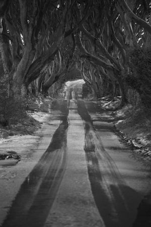 Tunnel of giant beech leafless trees in Ireland