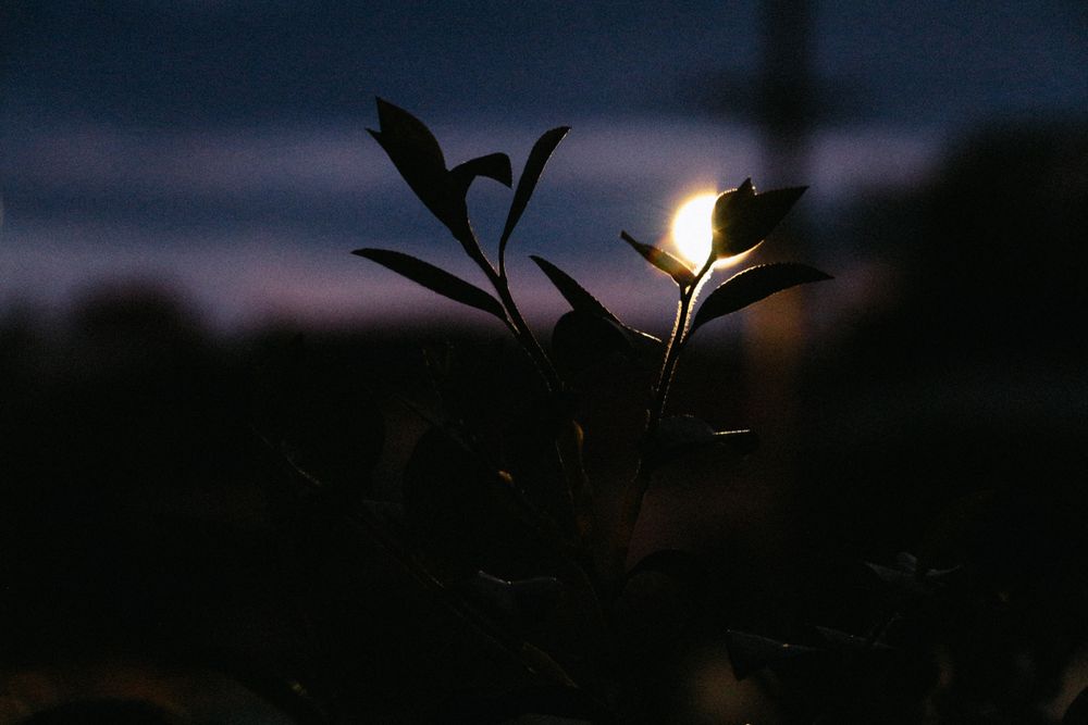 Silhouette Of A Plant Against A Soft Moonlit Sky At Dusk