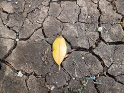 leaf on the cracked land