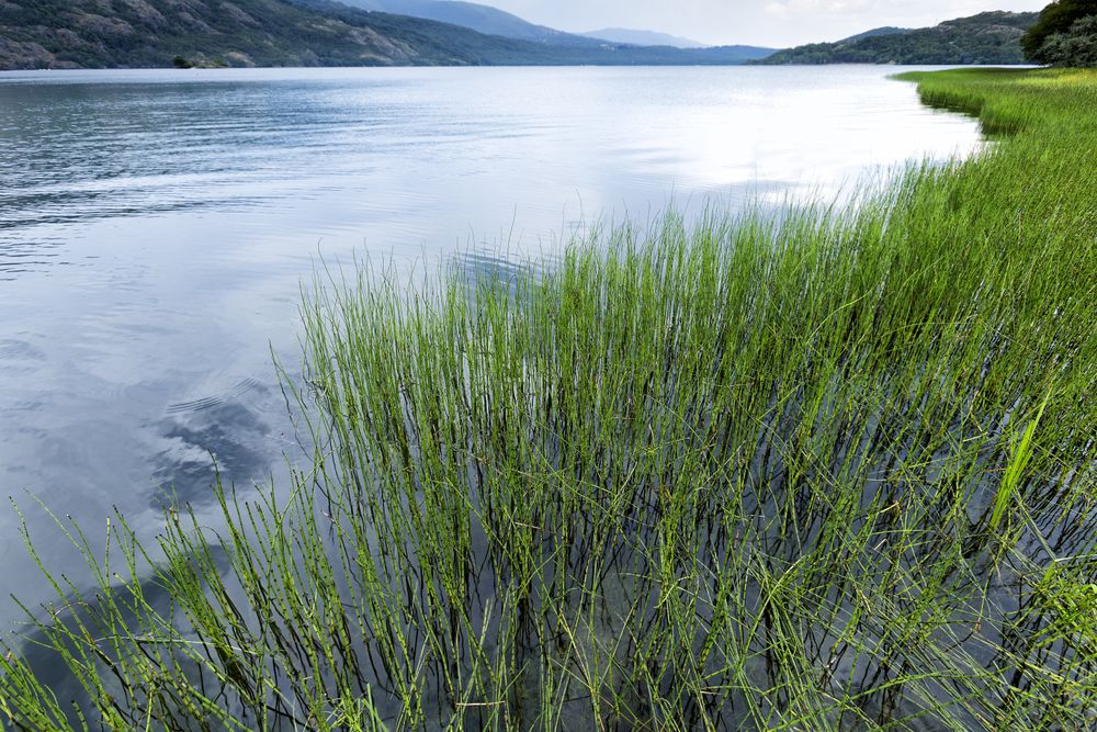 Blooming meadow on coast of lake in mountain range