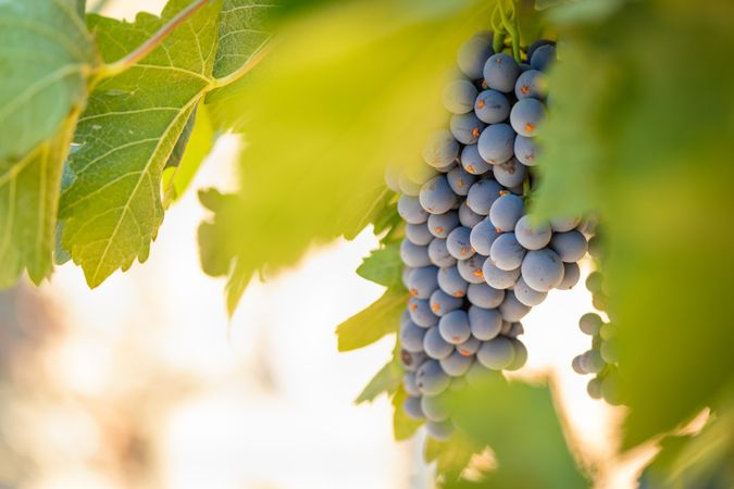 Vineyard with Lush, Ripe Wine Grapes on the Vine Ready for Harvest