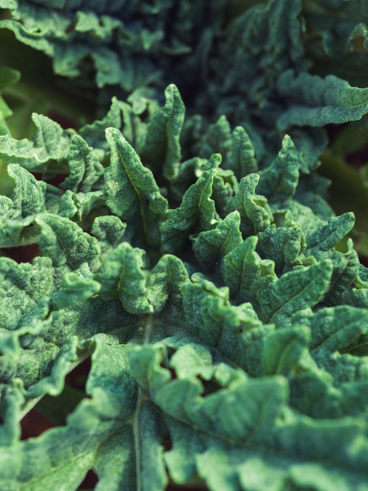 Wavy verdant surface of curve plant leaves