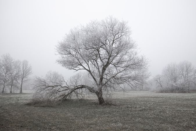 Tree on a wintry overcast day day