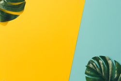 Tropical leaves on blue and yellow background