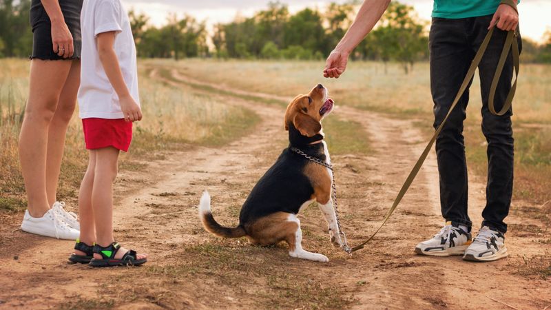 Unrecognizable family walk the dog