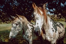 Horses pasturing on meadow