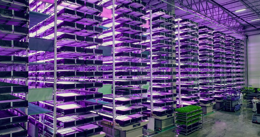 Big Vertical Farm with Multiple Rows and Layers of Eco-Friendly Plants Growing Under Artificial LED Sunlight. Fresh Green Vegetable Leaves Production Modern Facility. Wide Angle Aerial Shot.