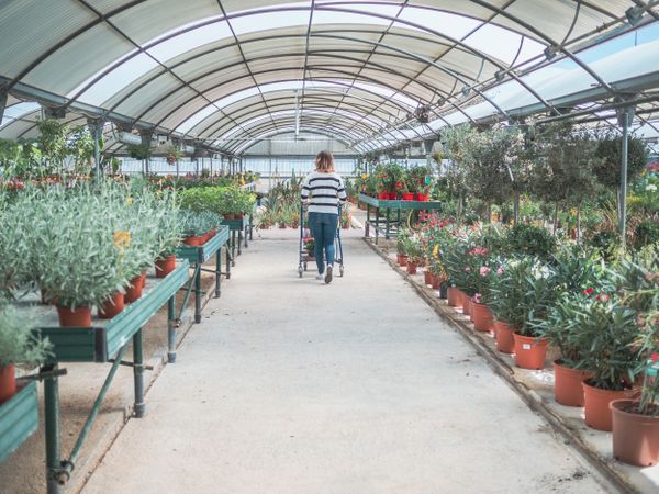 Female customer choosing flowers in greenhouse