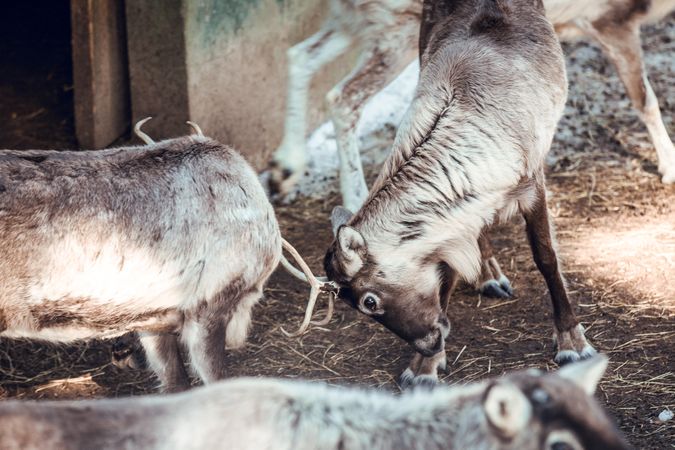 Deer fighting on yard