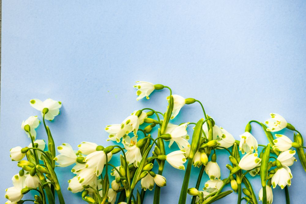 Easter holiday card concept with snowdrops on pastel blue background