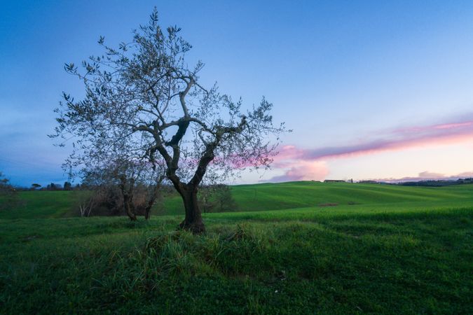 Green fields with trees in sunset