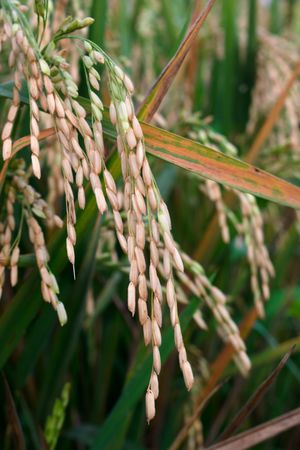 Close up old rice paddy