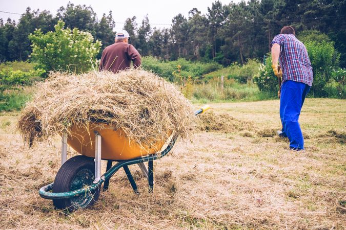 Wheelbarrow with hay and men working on field