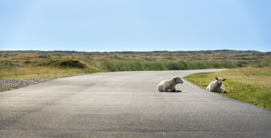 Baby sheep on empty road on Sylt island