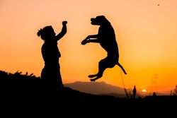 Female playing with dog at hilly area in evening