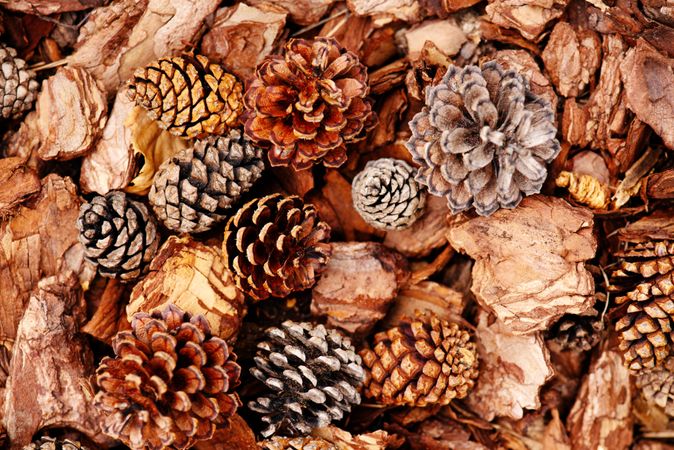 Scattered pine cones