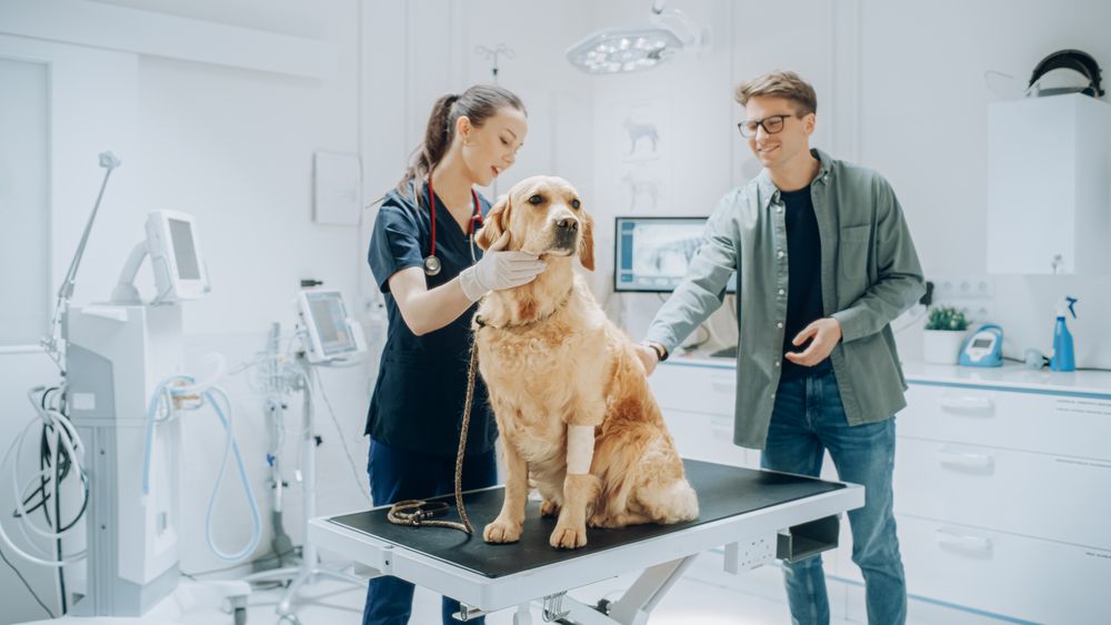 Dog Standing on Examination Table While Female Vet with Stethoscope Inspects the Pet