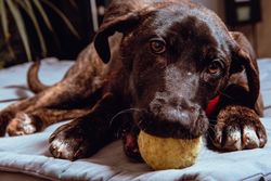 Charming playful dog with ball
