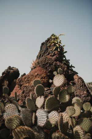 Bunch of prickly cactus