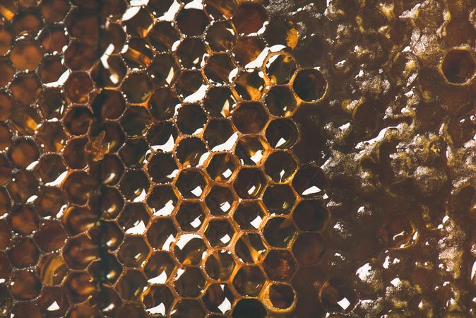 Close up, horizontal composition of honeycomb