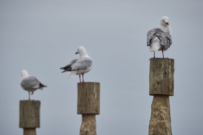Three Caspian gull on brown wooden post
