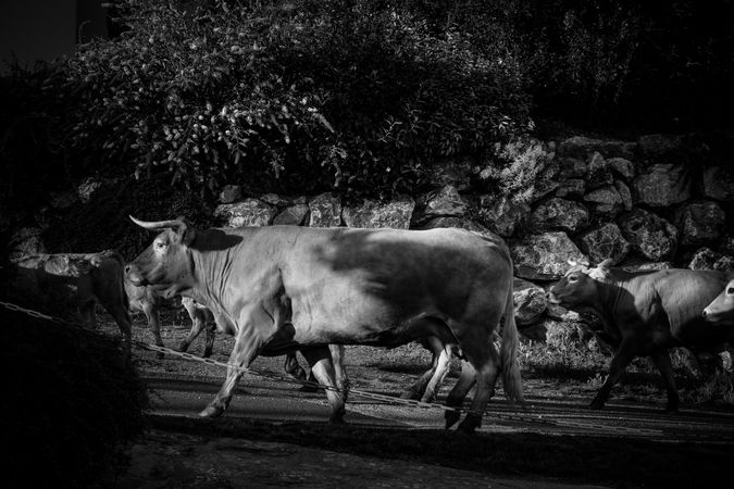 Monochrome shot of cows walking in a field