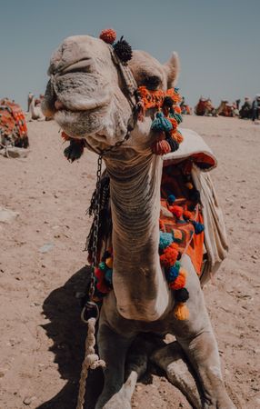 Funny camel in desert