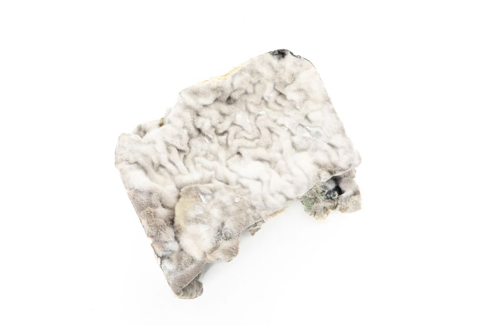 Mold on a light background, isolation, close-up.