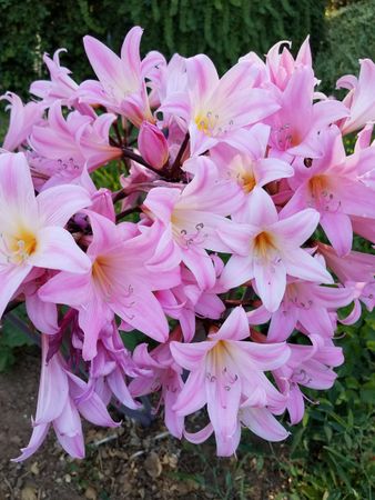 Pink amaryllis