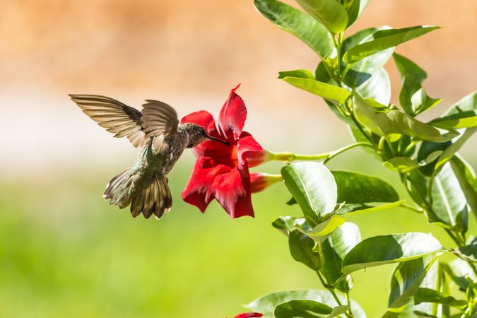 Hummingbird in Flight