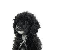 Portrait of adorable dog with copy space