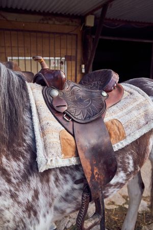 Horseback with saddle
