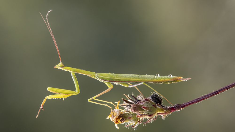 European mantis on plant