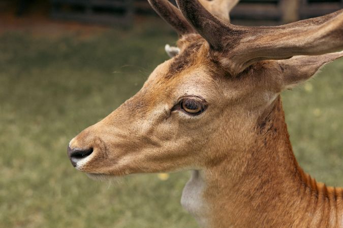 Head close-up of a fallow deer against green background