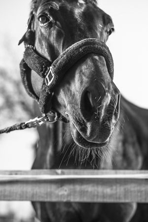 Grayscale photo of horse with leather strap