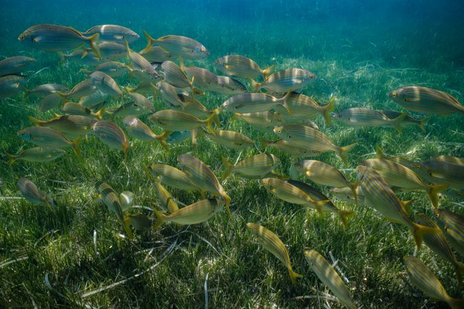 School of fish underwater in Mediterranean sea