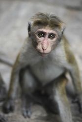 Funny macaque looking at camera