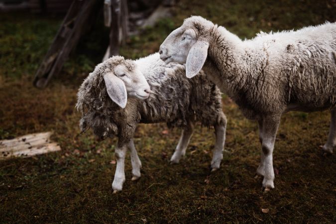 Sheep on the grass
