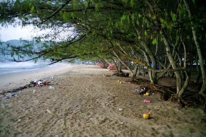 Beach with litter under the trees