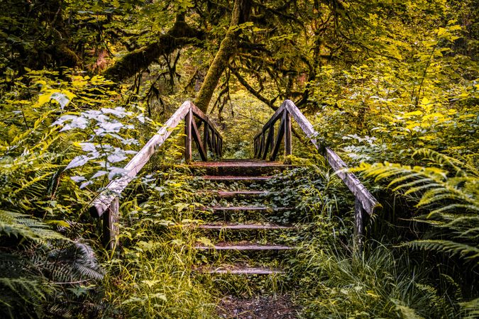 Wooden stairs leading to bridge in forest