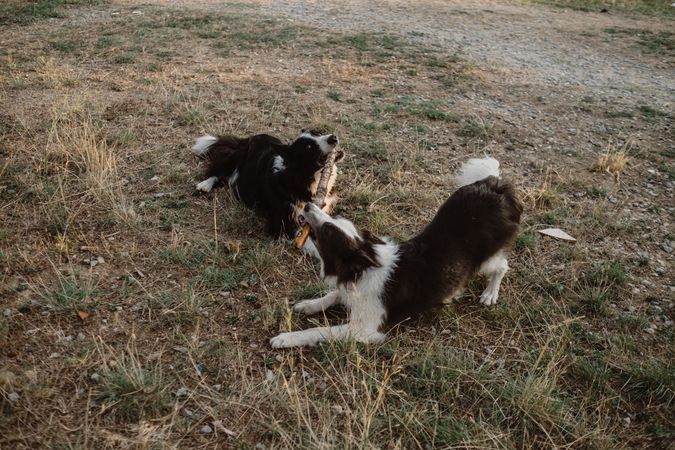 Border Collie dogs having fun together during stick game on dry grass in countryside