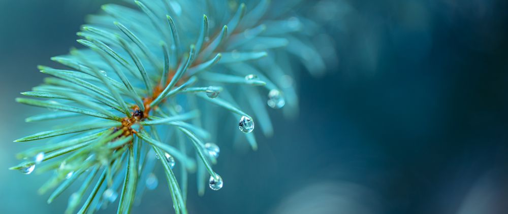 Close up of dew on pine, wide