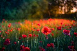 Close up of poppies in bloom at dusk