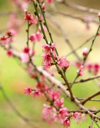 Pink flowers on brown tree branch