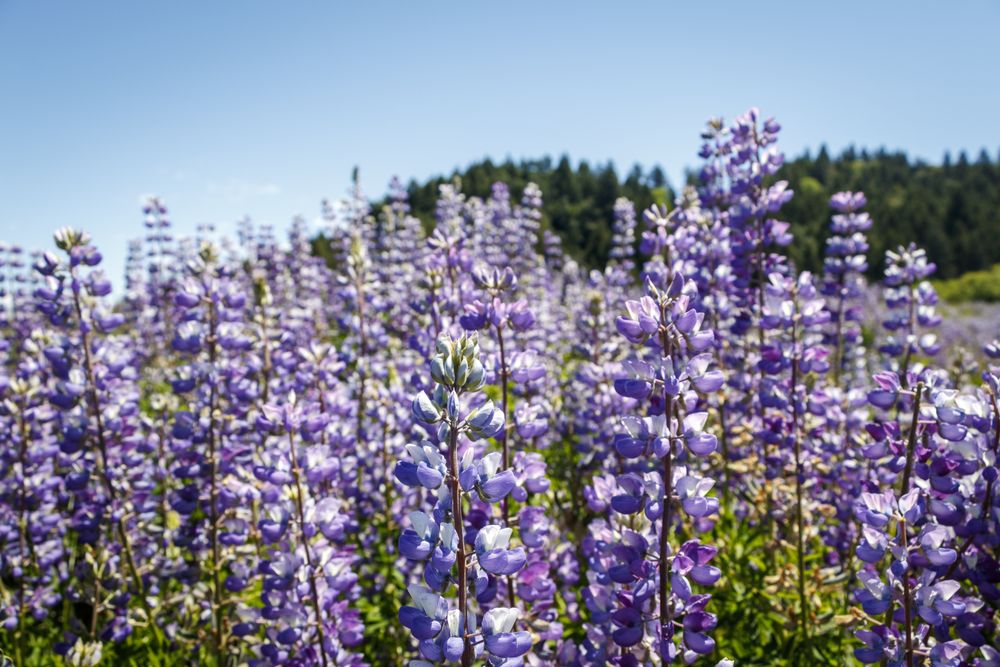 Tall purple flowers growing on sunny day